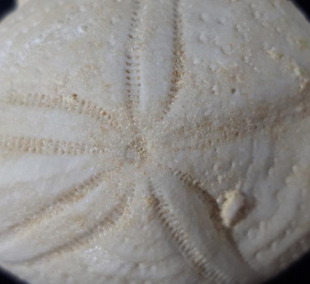 Eupatagus (Oymnopatagus) antillarum (COTTEAU 1875) - Bild &copy; FossNet FossilienStore